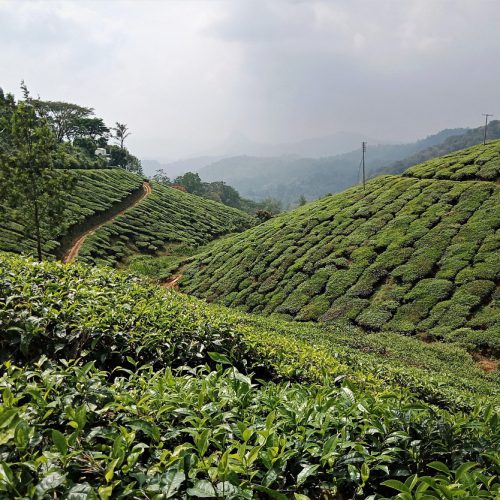 Munnar